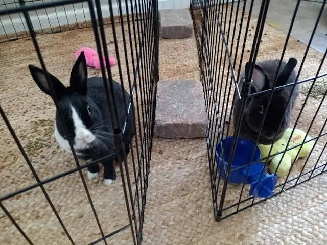 Rescue & Shelter Bunnyluv Simi Valley