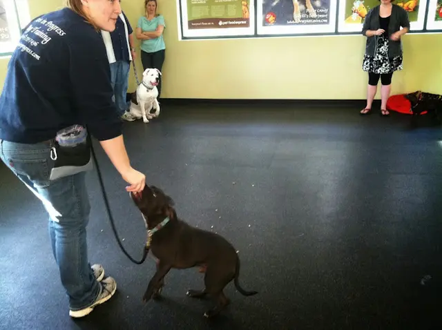 Dog trainer Paws In Progress Sacramento