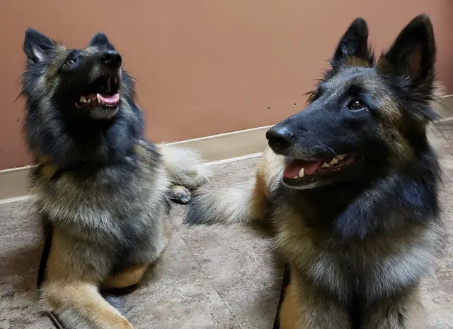 Pet vet Reagor Pet Hospital Sacramento