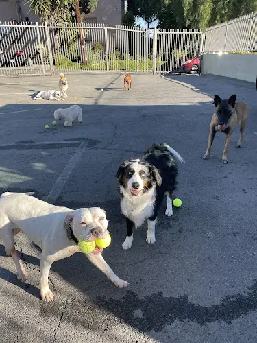 Dog day care center Doggie World Daycare Los Angeles