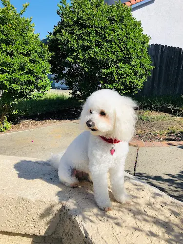 Dog Grooming Noah's Ark Dog & Cat Grooming Elk Grove