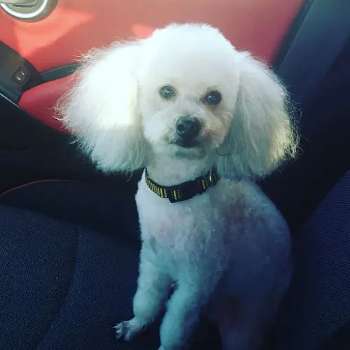 Dog day care center Poodle Town USA Fresno