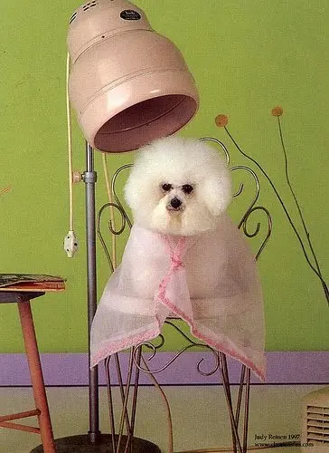 Dog day care center Stars Fancy Paws Bakersfield