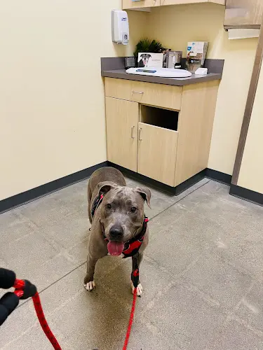 Pet vet Vetco Total Care San Diego