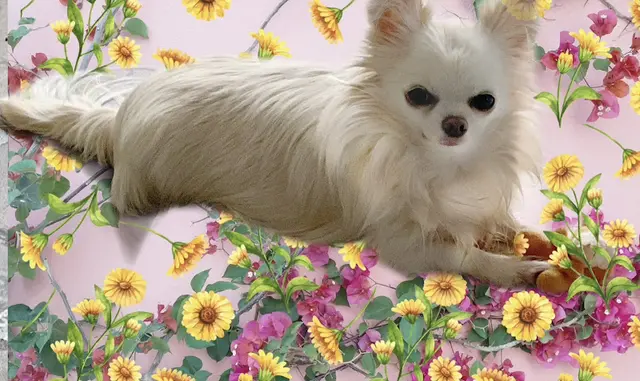Pet vet Vets here mobile veterinarian Thousand Oaks