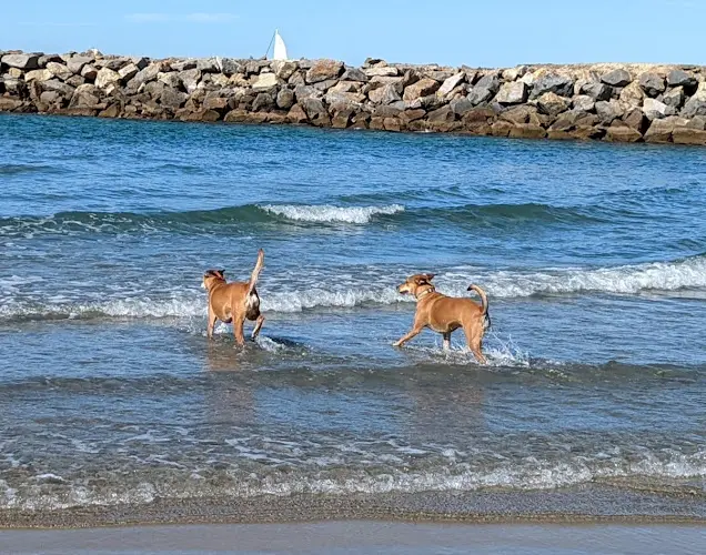 Dog Park Dog Beach Ocean Beach San Diego