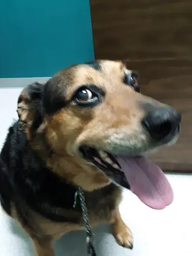 Pet vet Pacific Heights Veterinary Hospital Kent