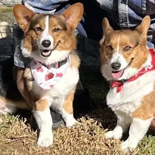 Dog breeder Centinela Feed & Pet Supplies Los Angeles