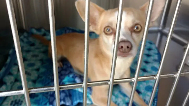 Rescue & Shelter Palms N Paws Animal Shelter Indio