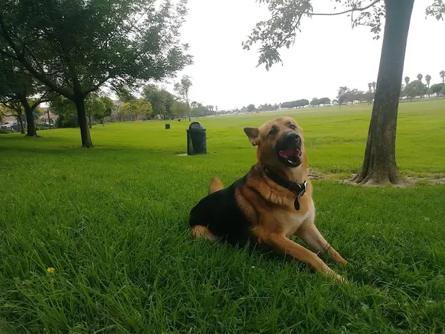 Dog Park Southwest Community Park Ventura