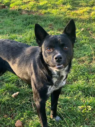 Rescue & Shelter Tails of Rescue Redding