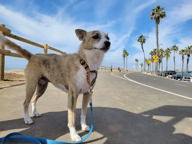 Dog Park Bluff Top Park Huntington Beach