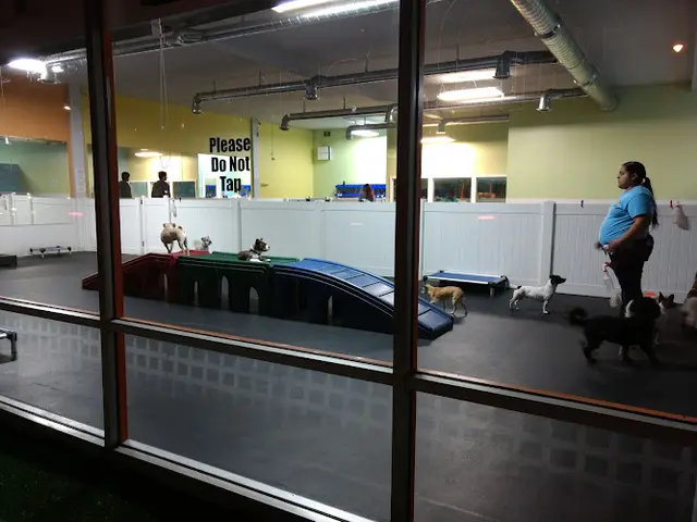 Dog Grooming Dog-E-Den Dog Daycare Boarding Grooming & Training Burbank