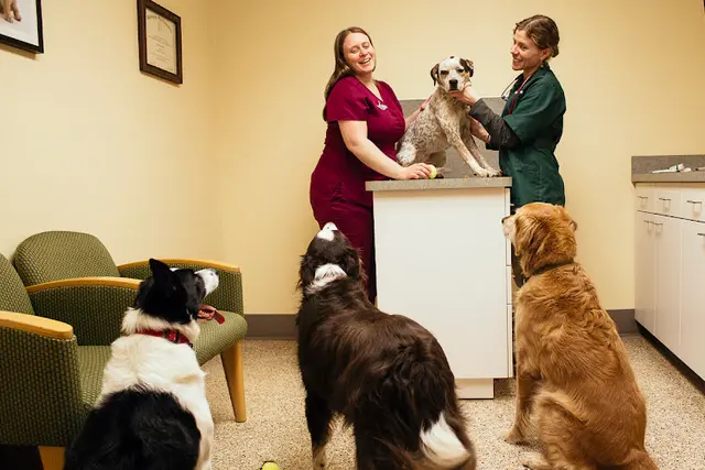 Pet vet Powell Veterinary Center (Sellwood, Westmoreland) Gresham