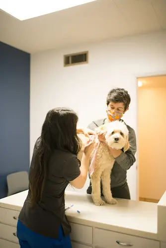 Pet vet Claremont Veterinary Hospital Richmond
