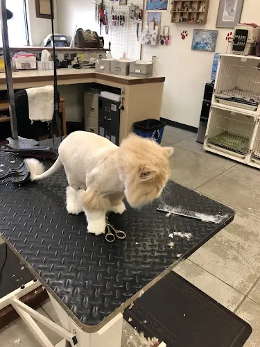 Dog Grooming All-Paws Grooming Bakersfield