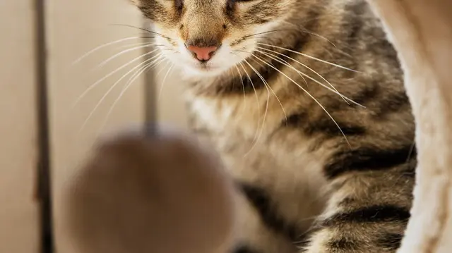 Rescue & Shelter love and whiskers, inc. Indio