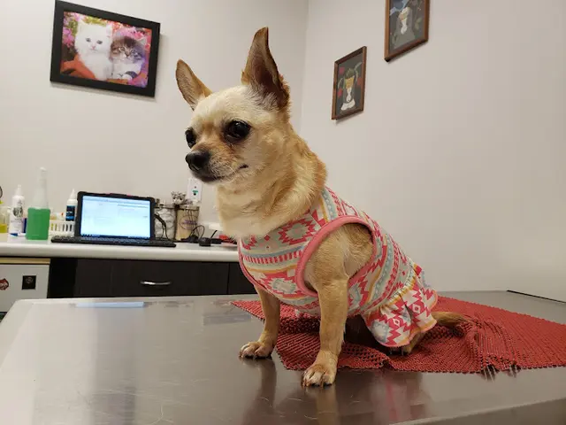 Pet boarding service Animal Hospital at Murphy's Corner Everett
