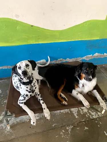 Dog day care center Playful Paws Cage-free San Bernardino
