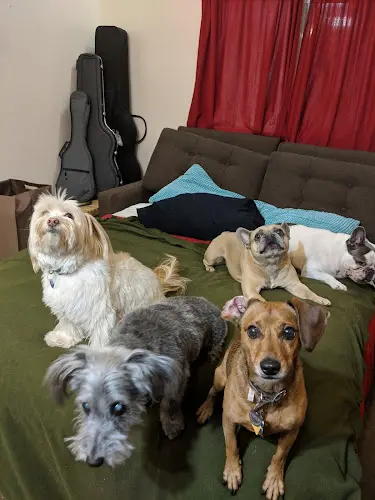 Dog day care center Sunset Barquis Los Angeles