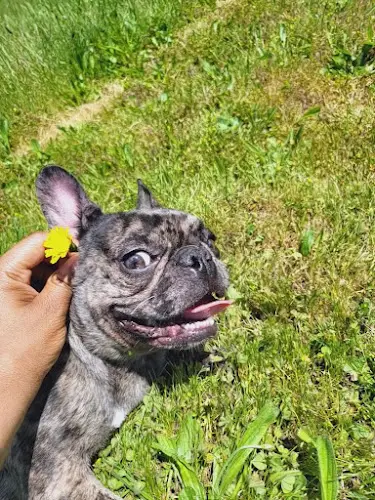 Dog breeder Doggy Stylez Federal Way