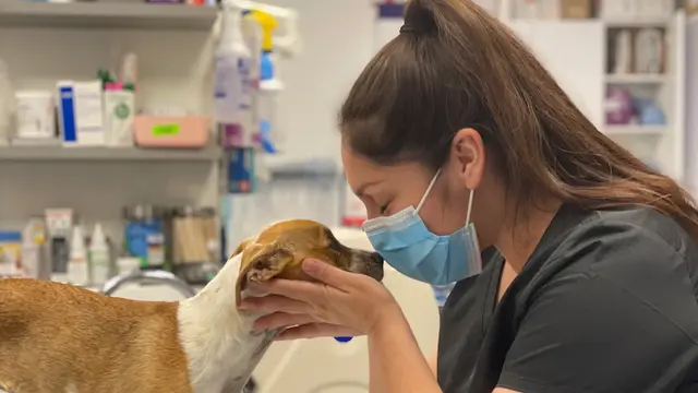 Dog day care center Corona Animal Emergency Center Corona