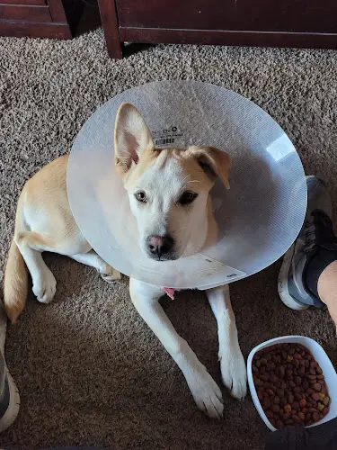 Rescue & Shelter San Diego Affordable Spay and Neuter Clinic (North Park) San Diego