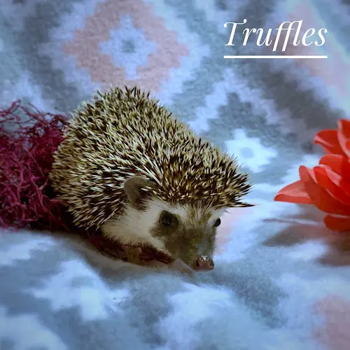 Dog breeder Bumble Bee Hedgies Federal Way