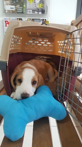 Pet vet Animal Clinic of Tustin Ranch Irvine Orange