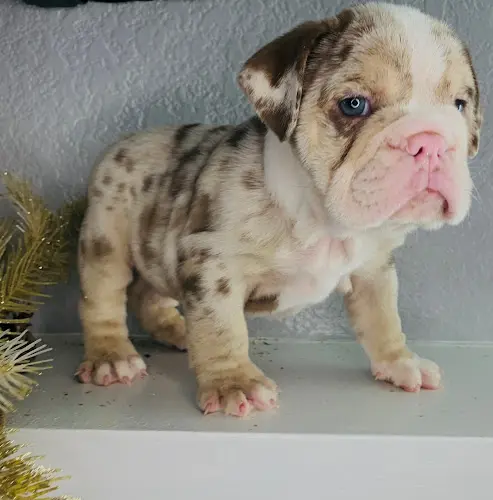 Dog breeder English Bulldogs Fontana