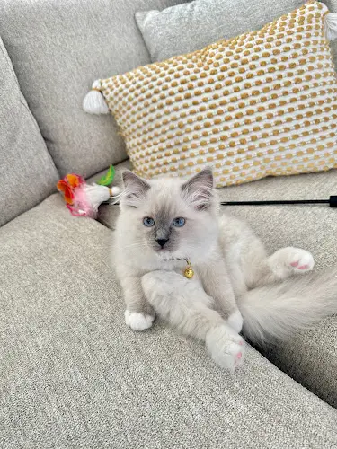 Dog breeder Ragdoll Kittens by Ragmeister Ragdolls San Diego