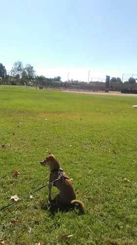 Dog Park California Oaks Sports Park Temecula