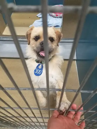 Dog breeder County of San Diego Department of Animal Services Carlsbad