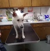 Pet vet Hillview Pet Hospital Richmond