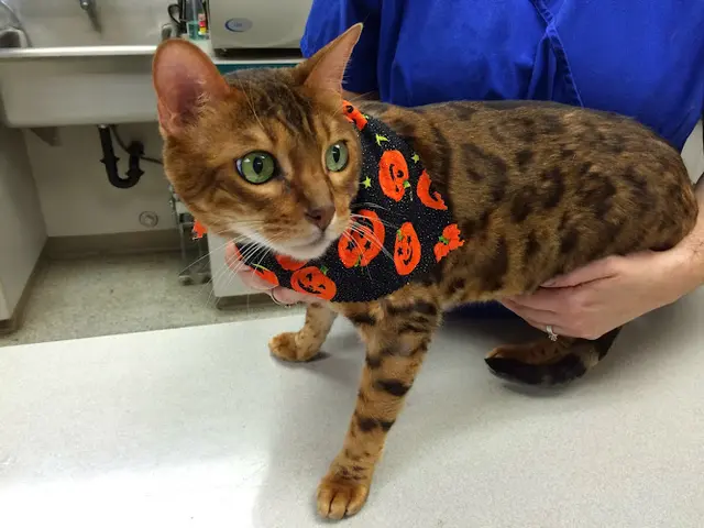 Pet vet Salmon Creek Veterinary Clinic & Pet Licensing Vancouver