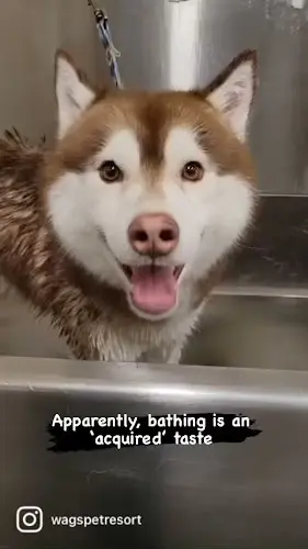 Dog day care center Wags Pet Resort - Sherwood Portland