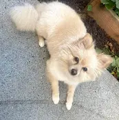 Pet vet A's Happy Dog Grooming Hillsboro