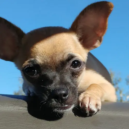 Rescue & Shelter Kahoots Oceanside
