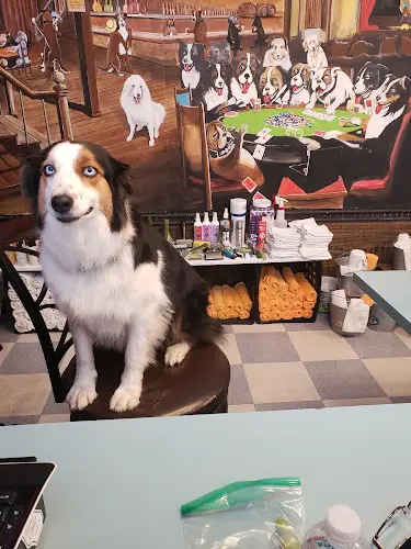 Dog Grooming Kristys Pawsitive K9 Grooming Redding