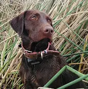 Dog breeder Sierra Valley Labs Clovis