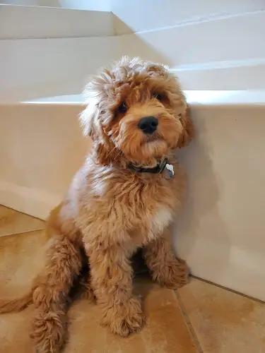 Dog breeder Beau Monde Labradoodles Pasadena