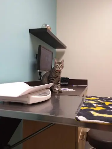 Pet vet Pearl Animal Hospital Gresham