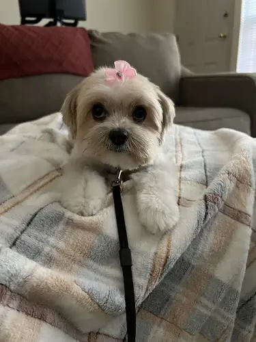 Dog Grooming Kitsap Pet Grooming Kent