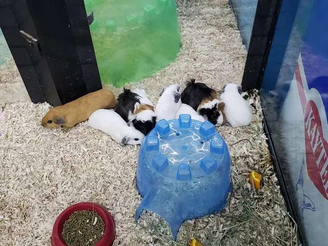 Dog breeder Whitie's Pets Fresno