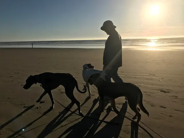 Dog trainer DognPooch Santa Maria