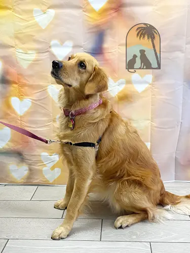 Pet boarding service La Cumbre Animal Hospital Santa Barbara