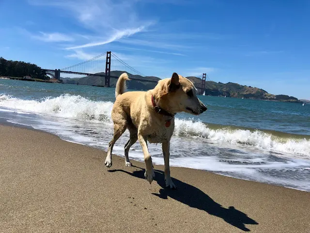Dog Park Crissy Field San Francisco