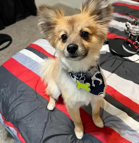 Dog Grooming Optimus Pet Grooming Fresno