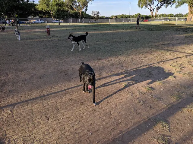 Dog Park Hillcrest Dog Park Clovis