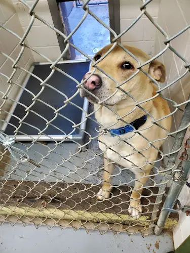 Rescue & Shelter West Columbia Gorge Humane Society Vancouver